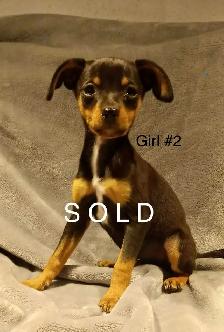 Miniature Pinscher Puppies - Photo 2