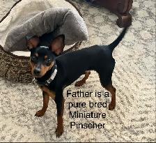 Miniature Pinscher Puppies - Photo 3