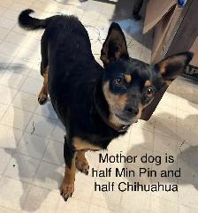 Miniature Pinscher Puppies - Photo 4