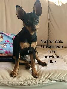 Miniature Pinscher Puppies - Photo 5