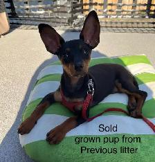 Miniature Pinscher Puppies - Photo 6