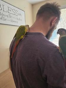 Conures for rehoming