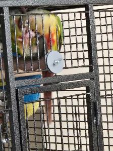 Conures for rehoming - Photo 2