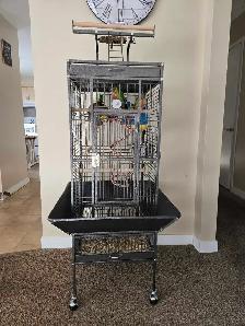 Conures for rehoming - Photo 3