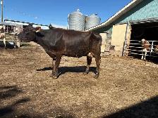 Milking jersey cow