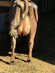 Milking jersey cow - Photo 2