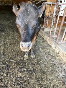 Milking jersey cow - Photo 3