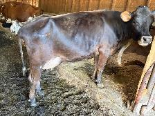 Milking jersey cow - Photo 4
