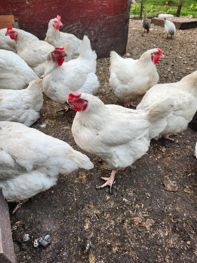 broiler chicken for sale