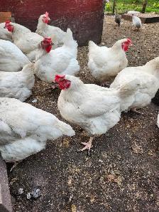 broiler chicken for sale