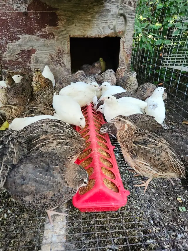 coturnix quail for rehoming