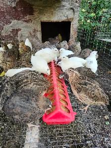 coturnix quail for rehoming
