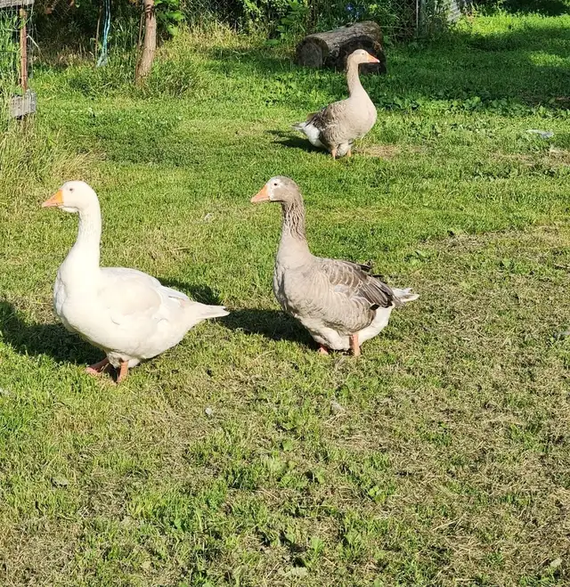 Geese for Sale