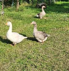 Geese for Sale