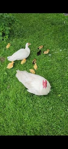 Muscovy Ducks for Sale