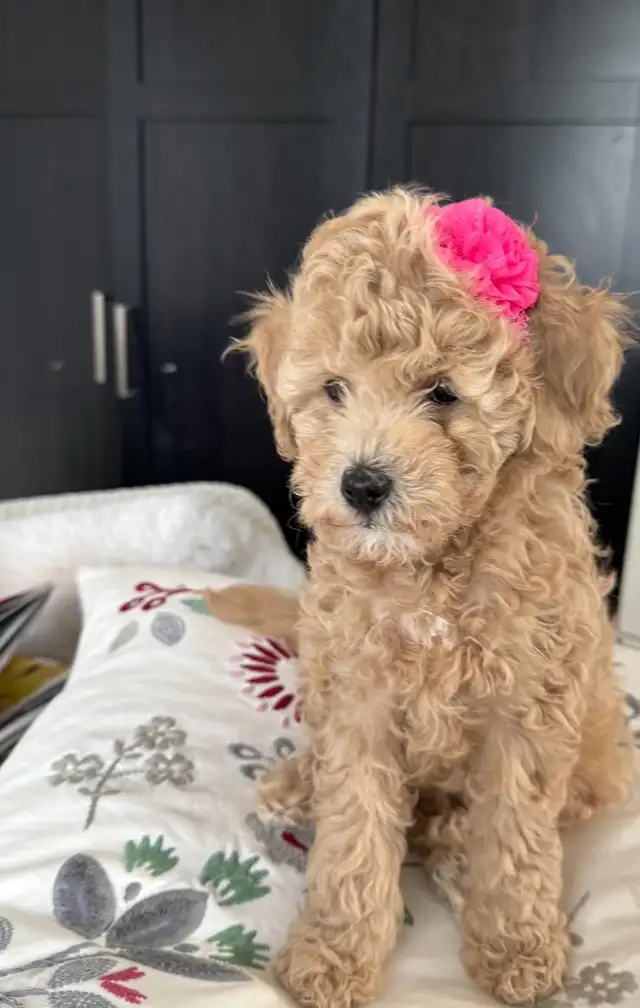 bichon poodle