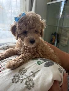 bichon poodle - Photo 2