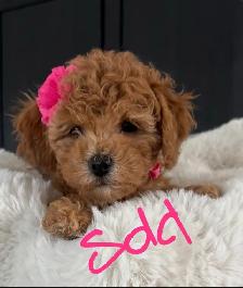 bichon poodle - Photo 3