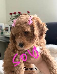 bichon poodle - Photo 4