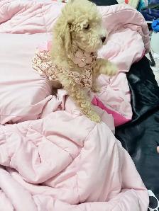 bichon poodle - Photo 5