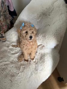 bichon poodle - Photo 6