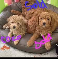 bichon poodle - Photo 7