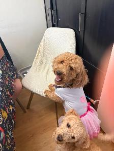 bichon poodle - Photo 8