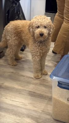 bichon poodle - Photo 9