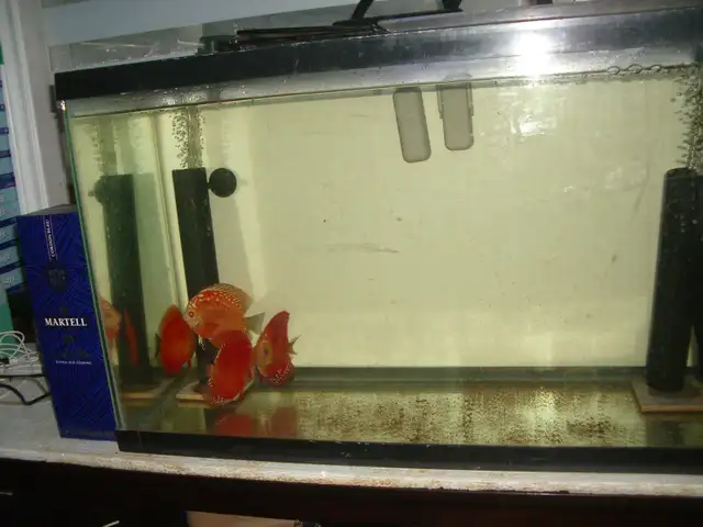 FOR SALE ALL 4 RED FANDA DISCUS 5 TO 6 INCH $250