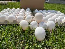 FOR SALE! FRESH FARM EGGS - Photo 2