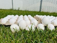 FOR SALE! FRESH FARM EGGS - Photo 3