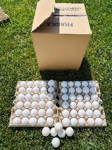 FOR SALE! FRESH FARM EGGS - Photo 4
