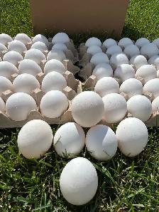 FOR SALE! FRESH FARM EGGS - Photo 5