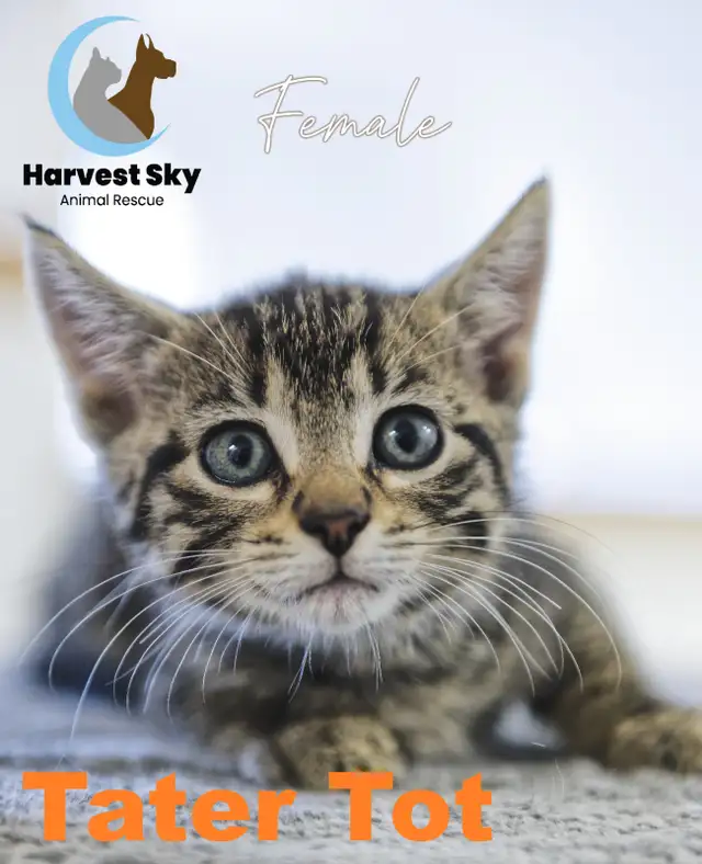 HARVEST SKY ANIMAL RESCUE - 12 KITTENS & 9 CATS AVAILABLE!!