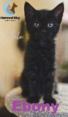 HARVEST SKY ANIMAL RESCUE - 12 KITTENS & 9 CATS AVAILABLE!! - Photo 2