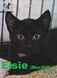 HARVEST SKY ANIMAL RESCUE - 12 KITTENS & 9 CATS AVAILABLE!! - Photo 5