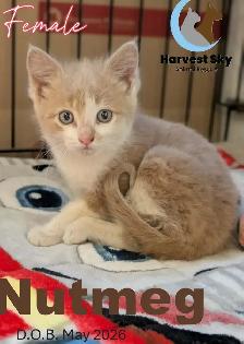HARVEST SKY ANIMAL RESCUE - 12 KITTENS & 9 CATS AVAILABLE!! - Photo 9