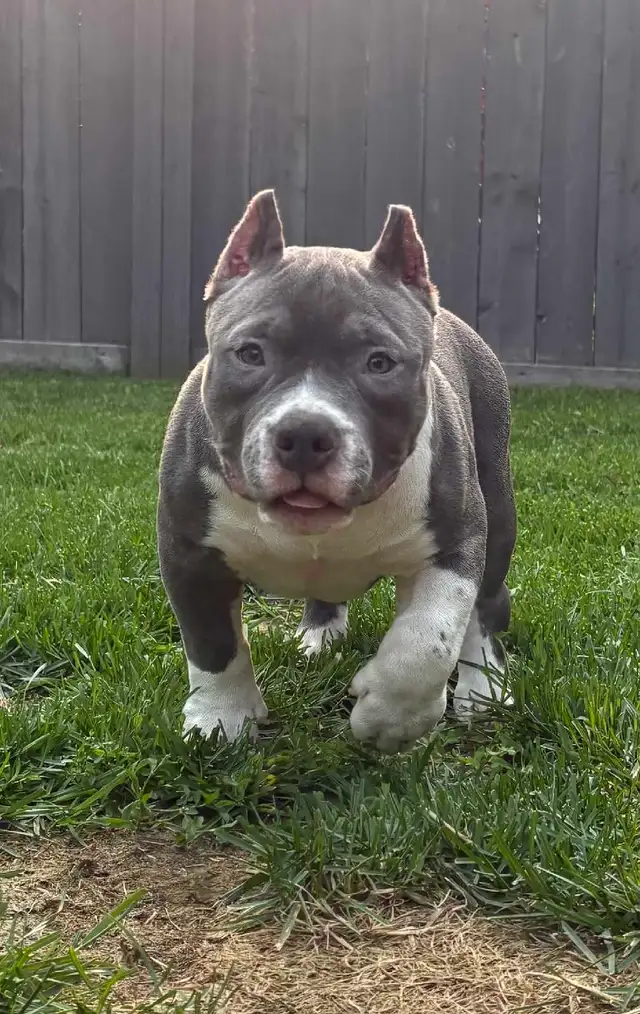 Sweet puppies