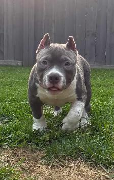 Sweet puppies