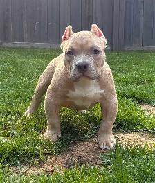Sweet puppies - Photo 2