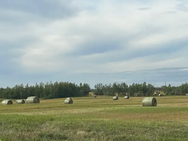 Brome Hay Bales.   Only 150 remaining Excellent Quality