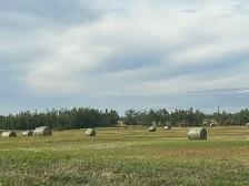 Brome Hay Bales.   Only 150 remaining Excellent Quality