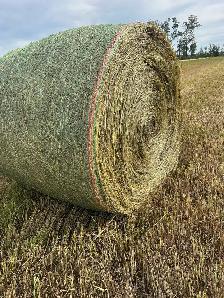 Brome Hay Bales.   Only 150 remaining Excellent Quality - Photo 2