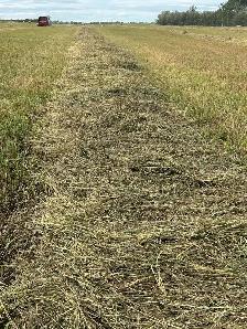 Brome Hay Bales.   Only 150 remaining Excellent Quality - Photo 5