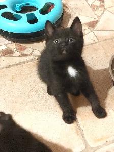 Two sweet black velvet, Turkish angora kittens - Photo 2