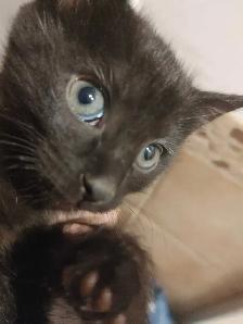 Two sweet black velvet, Turkish angora kittens - Photo 4