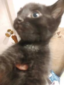 Two sweet black velvet, Turkish angora kittens - Photo 5