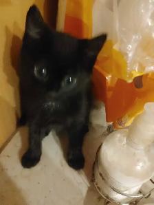 Two sweet black velvet, Turkish angora kittens - Photo 6