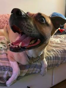 Looking for Animal Lovers to Assist with a Non-Profit. - Photo 2