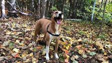 Looking for Animal Lovers to Assist with a Non-Profit. - Photo 3